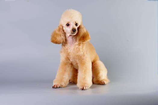 A beautiful little apricot poodle after grooming. Studio photo. The concept of caring for dogs, animals