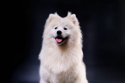 Portrait of a White Samoyed dog after grooming in a dog beauty salon. The concept of animal grooming