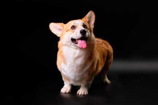 Welsh Corgi dog 14 close-up on a black background standing looking up. Studio photo