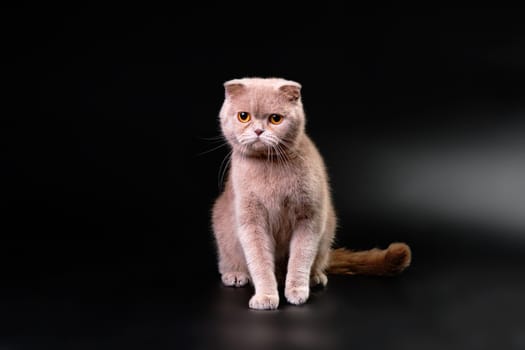 Funny portrait of a British shorthair cat, on a black background with a space to copy