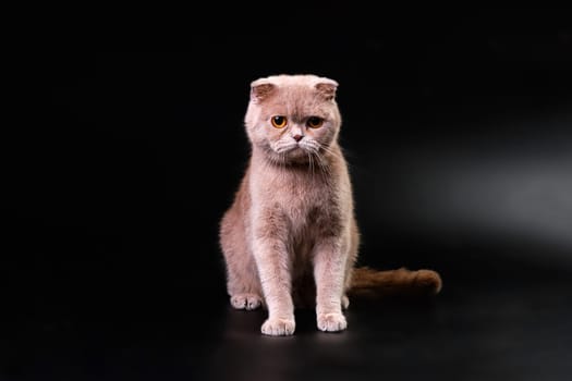 A British shorthair cat after combing on a black background in close-up. The cleanest cat