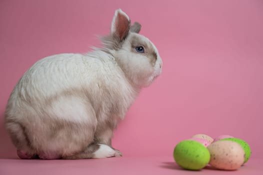 Easter Bunny on a pink background with colorful painted eggs