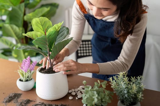 The concept of eco friendly housing, plant care and gardening. Relax home gardening. Gardener woman asian hand planting flower in pot. woman takes care of plant.
