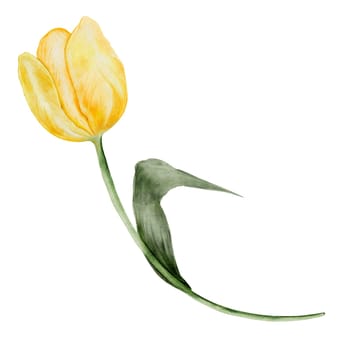 Tulip watercolor drawing. Illustration of a yellow flower hand drawn on an isolated white background. Botanical clip art of spring plant. For design of cards, banners and invitations. High quality illustration