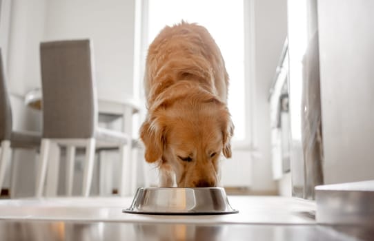 Golden Retriever Dog Eats From Bowl In Kitchen With Bright Interior