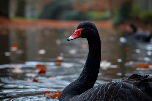 Black swan on water surface, close up. Neural network generated image. Not based on any actual scene or pattern.