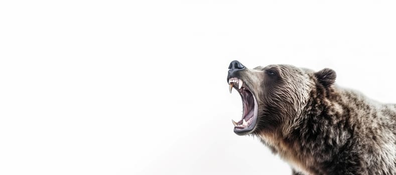 Bear screaming face closeup banner. Hunting power. Generate Ai