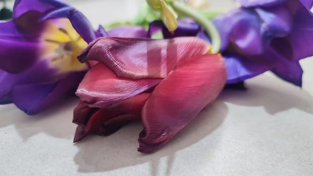 purple tulips with yellow centers, flowers, plant flora, botanical species variety. High quality photo