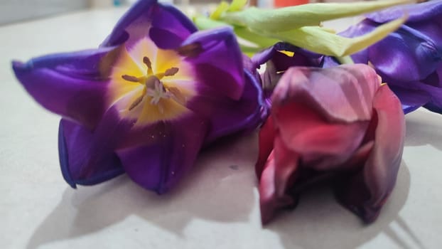 purple tulips with yellow centers, flowers, plant flora, botanical species variety. High quality photo