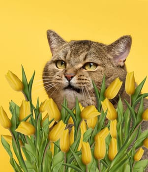 Adult gray straight-eared cat and a bouquet of yellow blooming tulips on a yellow background