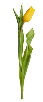 Yellow blooming tulip with green leaves on isolated background, close up