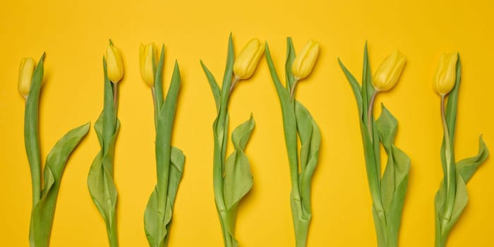 Bouquet of blooming tulips with green leaves on a yellow background, top view