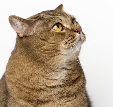 An adult gray cat sits on a white background, a funny face