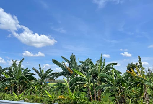 beautiful view of landscape and green view with blue sky and white cloud natural view and green fields