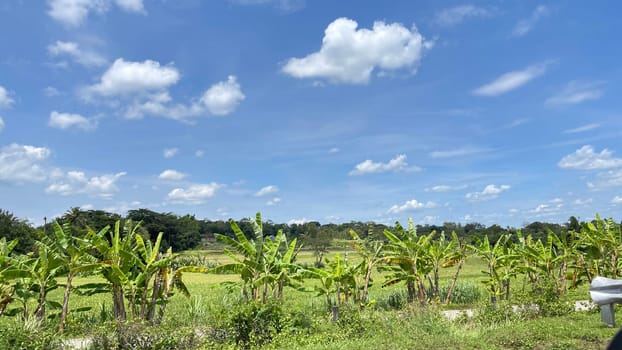 beautiful view of landscape and green view with blue sky and white cloud natural view and green fields