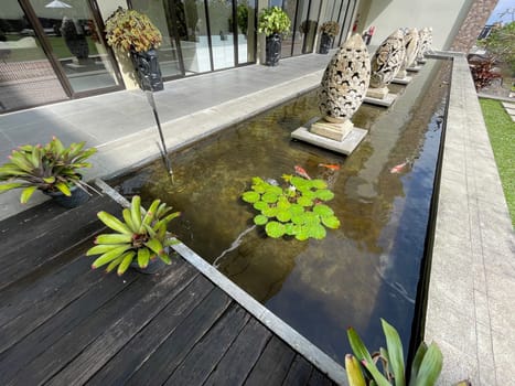 Selective focus of koi fish pond or brocade carp, with lotus plant on the water in modern pond design