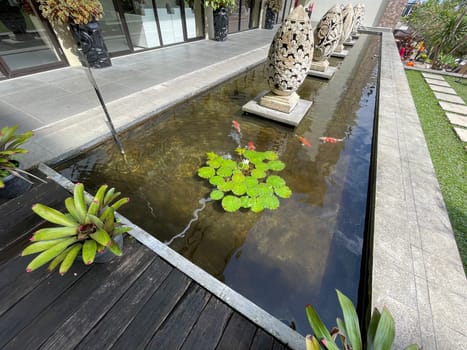 Selective focus of koi fish pond or brocade carp, with lotus plant on the water in modern pond design