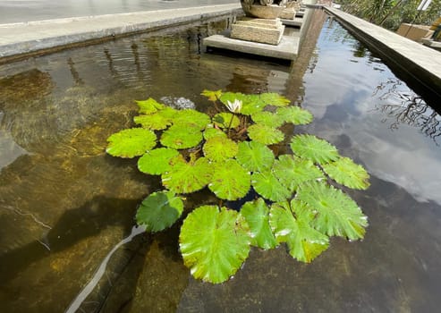 Selective focus of koi fish pond or brocade carp, with lotus plant on the water in modern pond design