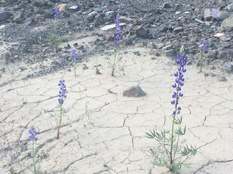 Purple Flowers Growing in Dry Cracked Mud. High quality photo