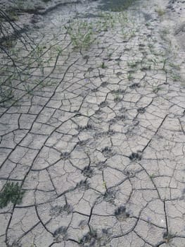 Animal Tracks in Dry Cracked Mud in Arizona. High quality photo