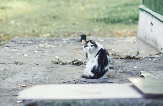 Alone fluffy cat on the street park