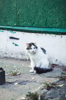 homeless cat outdoors sitting alone near weathered wall,