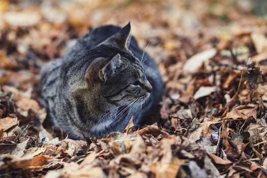 close-up portrait of a street cat lying in the autumn leaves