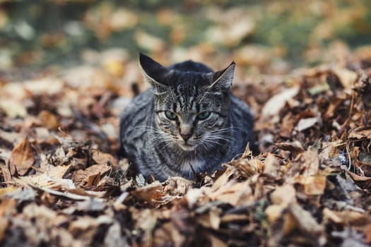 street city cat resting in the foliage