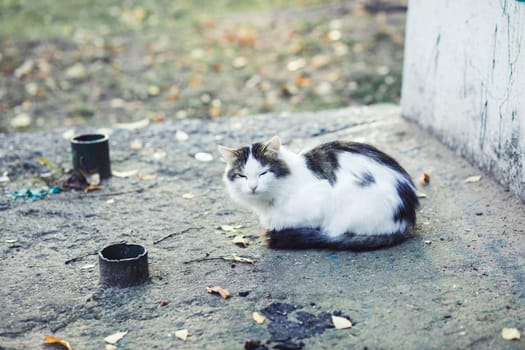 cute sleeping kitten resting on the street