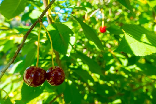 Red and sweet cherries on a branch just before harvest in early summer. High quality photo