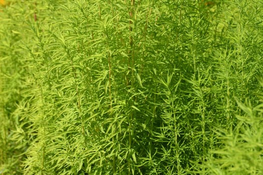 Kochia scoparia is an ornamental herbaceous plant used for a landscaping gardens