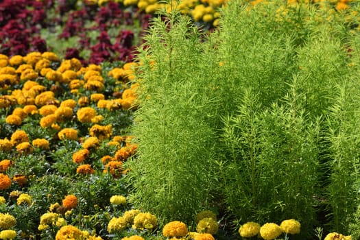 Flower garden with Coleus, Kochia scoparia and the marigold