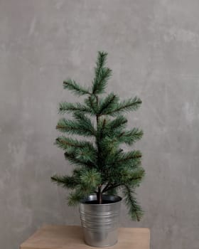 small green spruce tree in the room for new year
