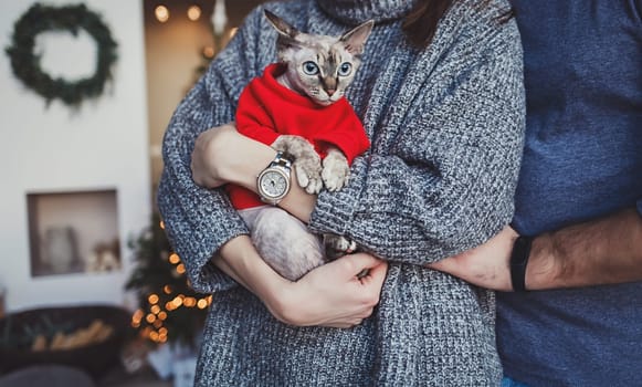loving couple holds a Sphinx cat in their arms at Christmas