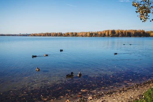 many ducks swim in the autumn pond