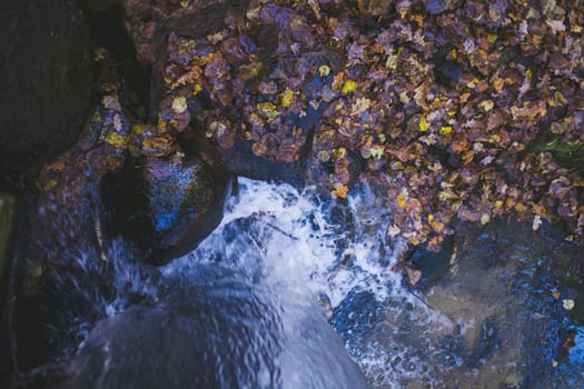 rapid flow of water among autumn yellow leaves