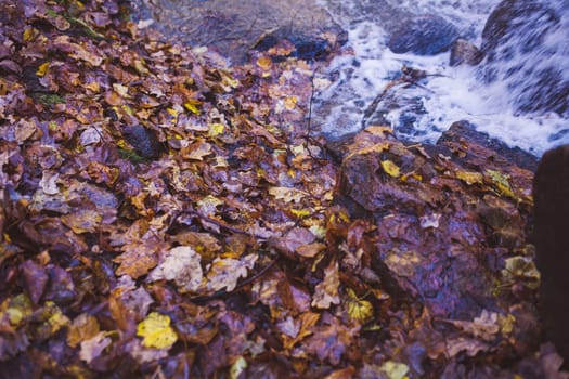 a torrent of water on a background of yellow autumn leaves
