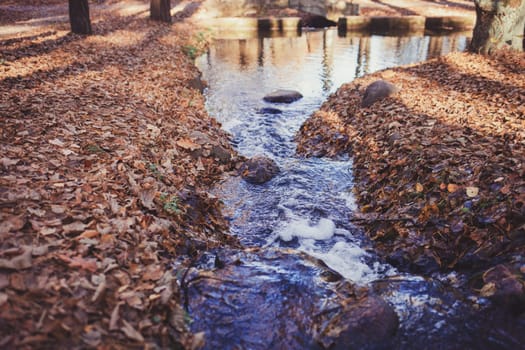 forest stream with water on an autumn day