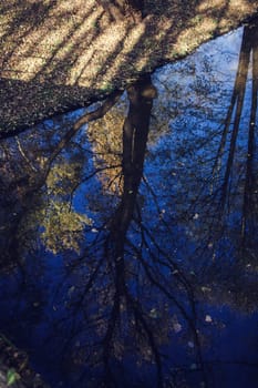 the autumn atmosphere. reflection of a tree in the river