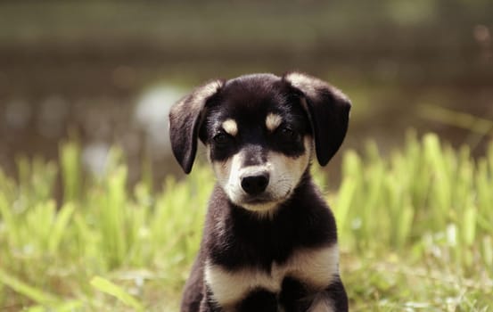 portrait of a beautiful little puppy. the dog looks at the camera         