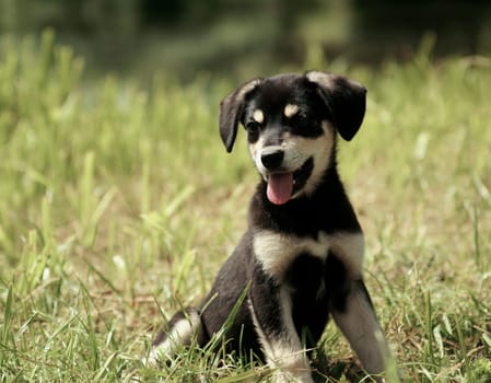 cute puppy with tongue sitting on the grass        