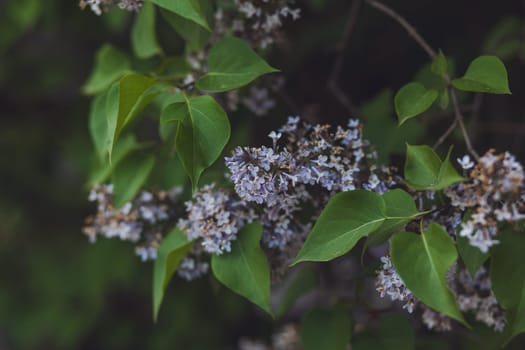 Beautiful blossom lilac. Spring blooming lilac tree flowers . Flower background