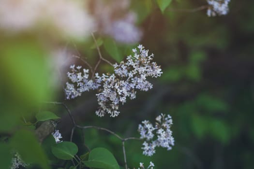 Branch of lilac flowers with the leaves. Soft focus