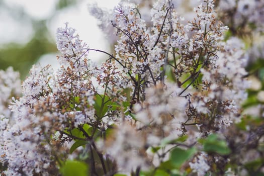 Beautiful Lilac blossom in park. Spring blooming lilac tree flowers in botanic  garden.