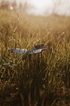 children's plane on a meadow on a sunny day. soft light