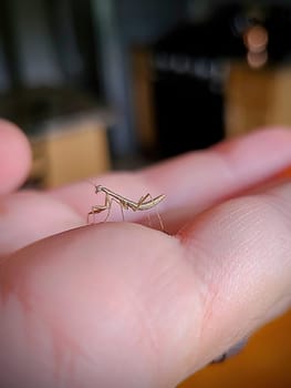 Close-up of human gently interacting with a curious praying mantis in soft indoor lighting in Fort Wayne, Indiana, 2022, highlighting coexistence and nature's intricate beauty.