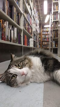 Fluffy white and grey cat lounging in a brightly lit, organized library, embodying relaxation and the joy of reading.