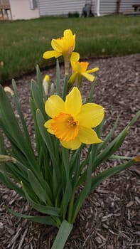 Fresh yellow daffodils with raindrops in full bloom against a residential garden setting during spring