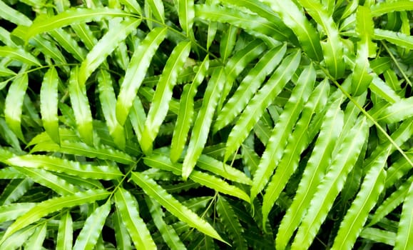 Fern leaf full-frame as green background