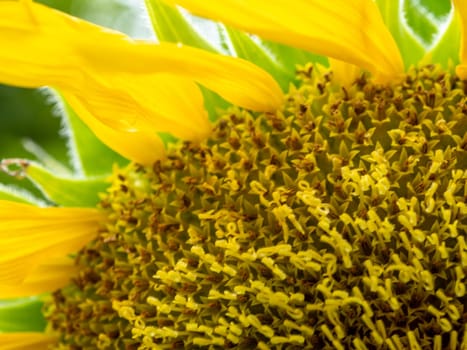 Close-up pollen and yellow petal of sunflowers